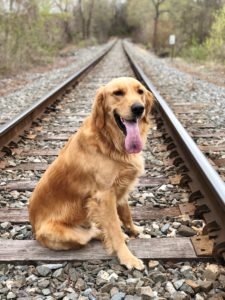 Top Tips fpr Traveling with your Dog
