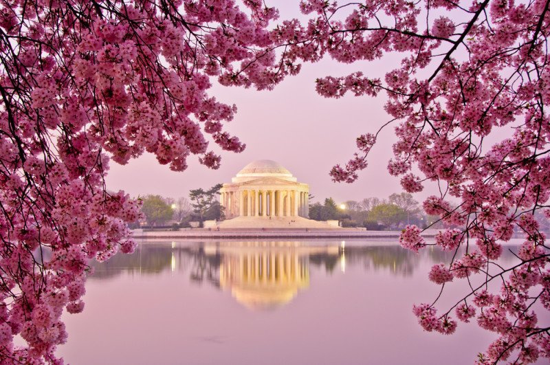 Cherry Blossom Season Is Coming Tips for Planning a Trip to Washington