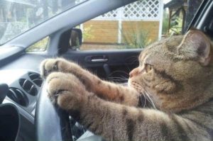 cat driving car funny