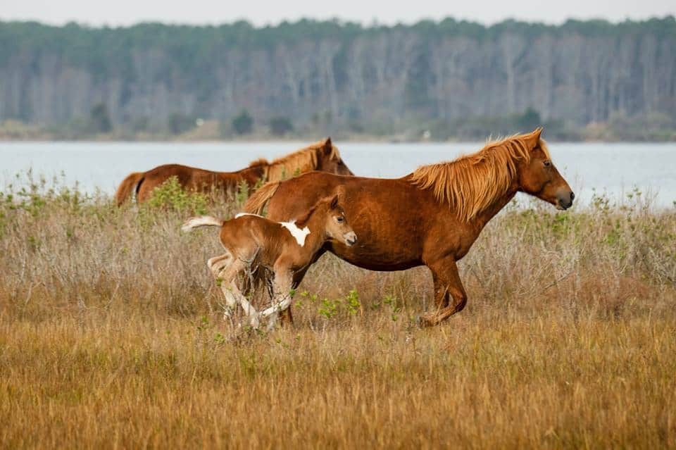 Wild horses of Assateague Island is one of the best places to visit in maryland