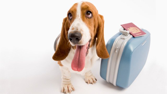 top tips for traveling with your dog